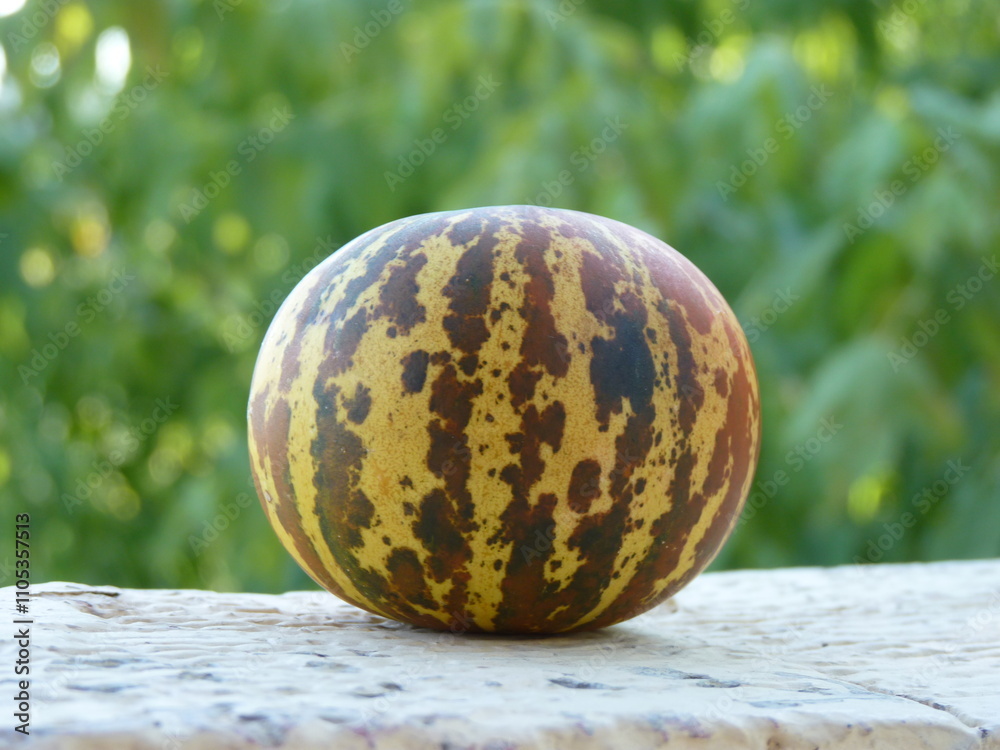 A unique striped fruit on a textured surface, blending nature’s artistry with earthy tones under soft daylight. A unique striped fruit on a textured surface, blending nature’s artistry with earthy tones under soft daylight.