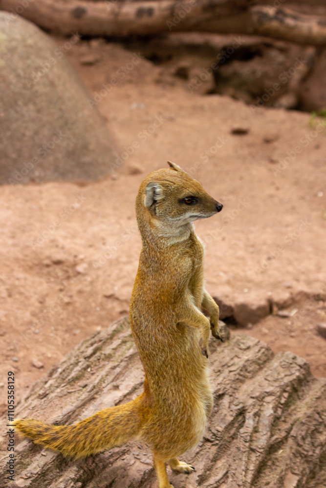 A yellow mongoose stands on its hind legs in the sand and looks out for prey. A yellow mongoose stands on its hind legs in the sand and looks out for prey.