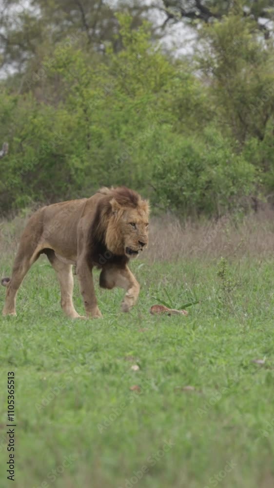 Vertical video - a pair of mating lions together. Vertical video - a pair of mating lions together.