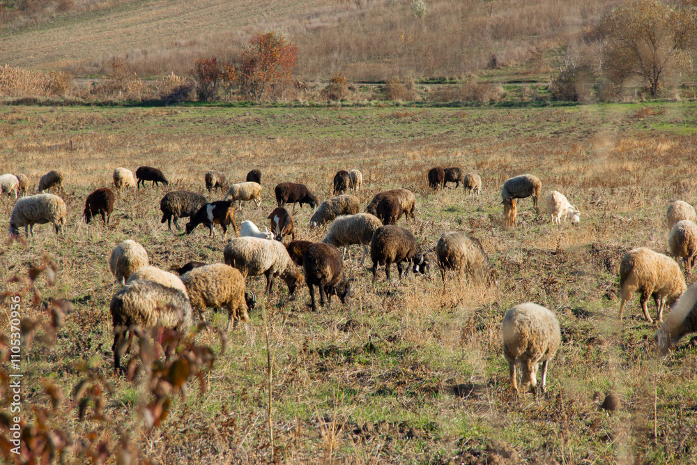 Sheeps grazing peacefully in a rural field during autumn near a serene landscape Sheeps grazing peacefully in a rural field during autumn near a serene landscape