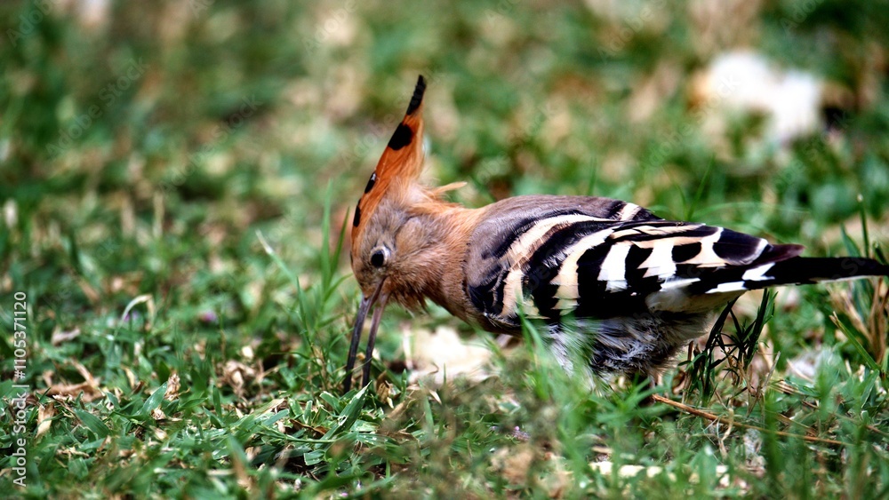 Close-up of a Eurasian Hoopoe (Upupa epops) peeking through vibrant green grass. The bird’s iconic orange crest and curved beak are beautifully detailed, highlighting its unique features Close-up of a Eurasian Hoopoe (Upupa epops) peeking through vibrant green grass. The bird’s iconic orange crest and curved beak are beautifully detailed, highlighting its unique features