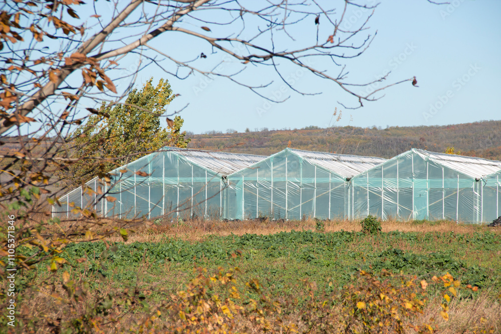 Greenhouses in a serene landscape showcasing agricultural growth during autumn Greenhouses in a serene landscape showcasing agricultural growth during autumn
