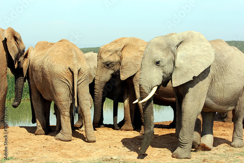 A Herd of African Elephants Congregating at the Local Watering Hole in the Kruger National Park  South Africa