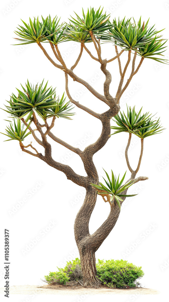 unique tree with twisting branches and lush green leaves, showcasing striking silhouette against transparent background. This plant adds touch of nature beauty to any setting