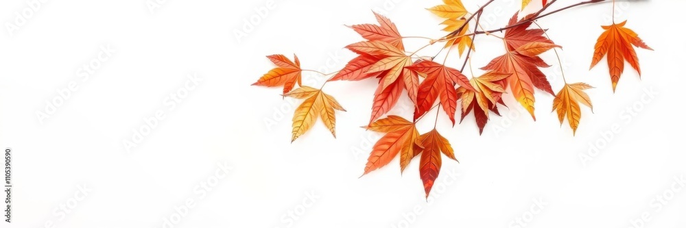 Autumn maple leaves watercolor frame on white background, soft light, empty middle, empty, maple leaves Autumn maple leaves watercolor frame on white background, soft light, empty middle, empty, maple leaves