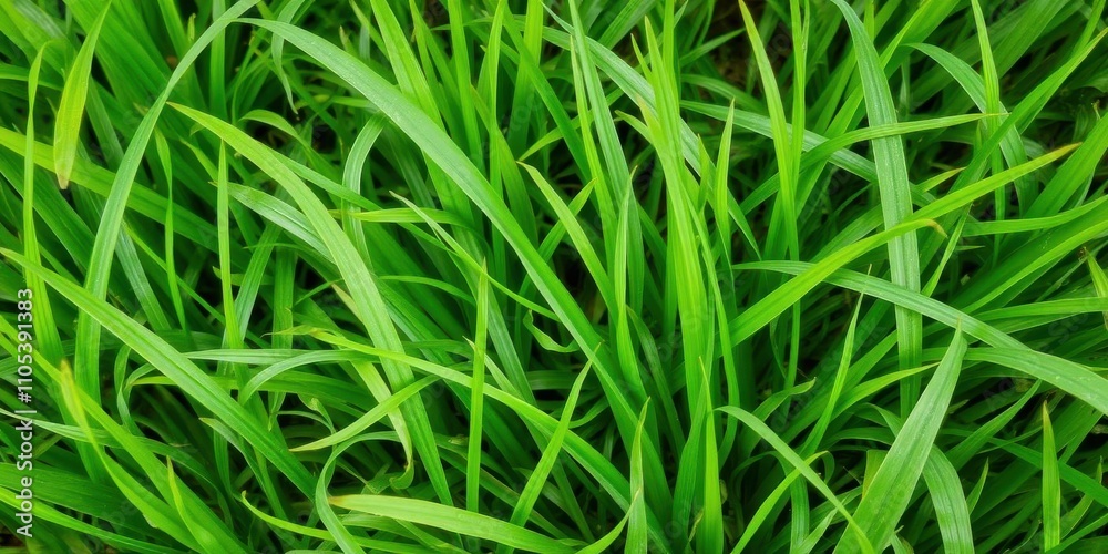 Grass textured background with vibrant green blades of grass, close-up Grass textured background with vibrant green blades of grass, close-up