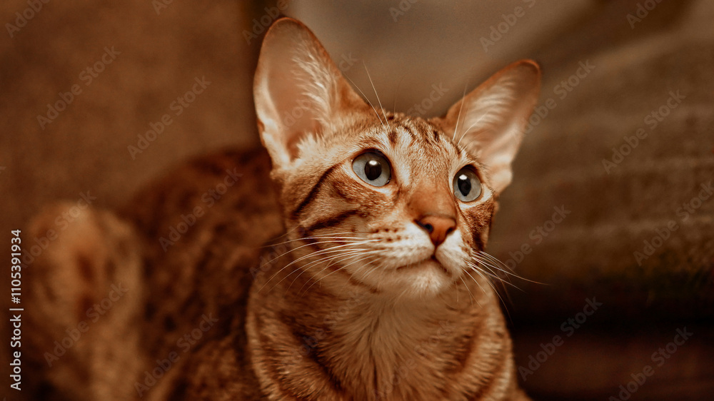 Naklejka premium A beautiful brown spotted oriental cat is looking out into the distance