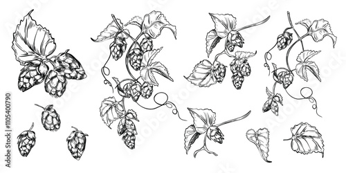 Hops vine, humulus plant, leaves black white graphic vector illustration isolated. Set of Hop cones on branch, monochrome engraving hand drawn in botanical sketch for beer label, Oktoberfest, brewing.