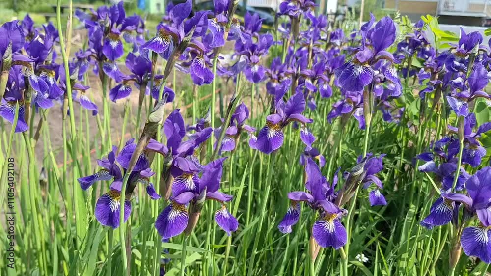 Iris versicolor (purple flowers) on a sunny day Iris versicolor (purple flowers) on a sunny day