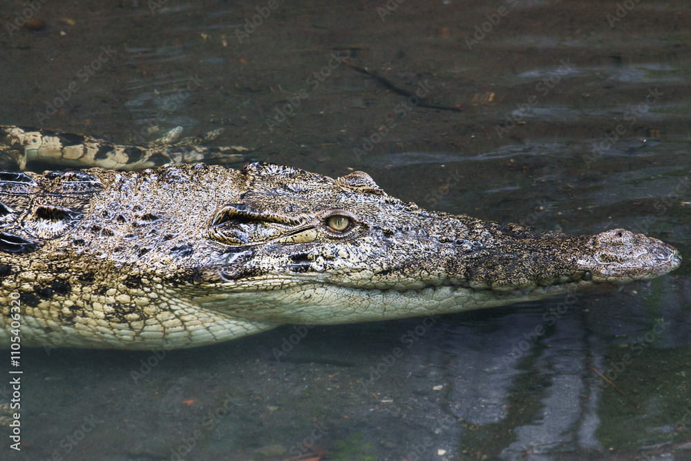 Fototapeta premium Close-Up of a Saltwater Crocodile or Crocodylus porosus Partially Submerged in Water