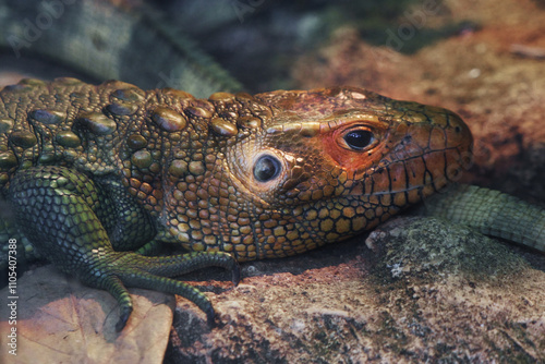 Close-Up of Colorful Reptile Resting on Rocky Surface in Natural Habitat photo