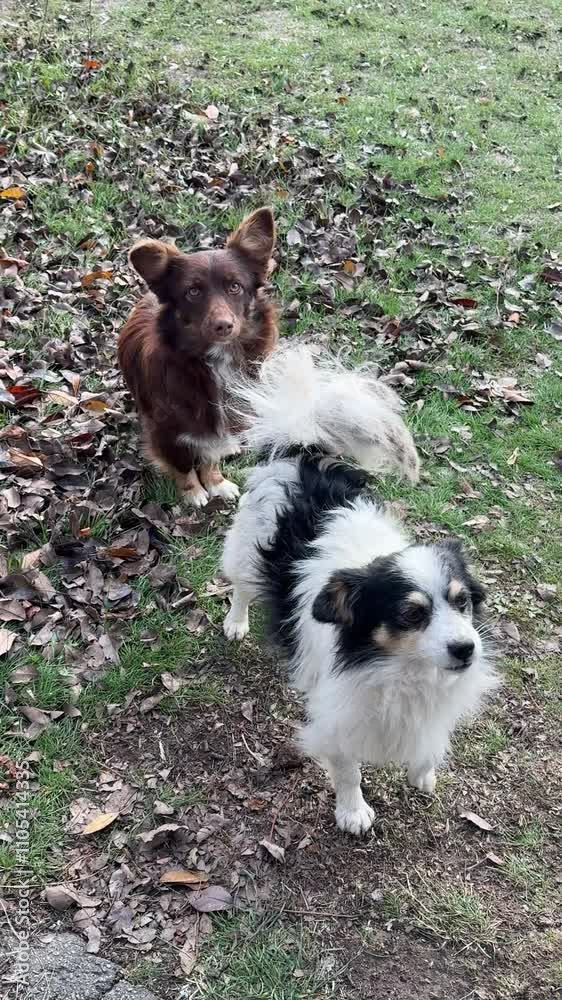 Two dogs puppies playing in the field, vertical video.