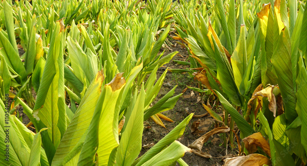 Obraz premium Turmeric plant field in India. Agriculture background of healthy and growing crop. 