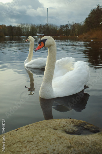 Swans on the surface of the lake in the city park in Esbjerg, Denmark