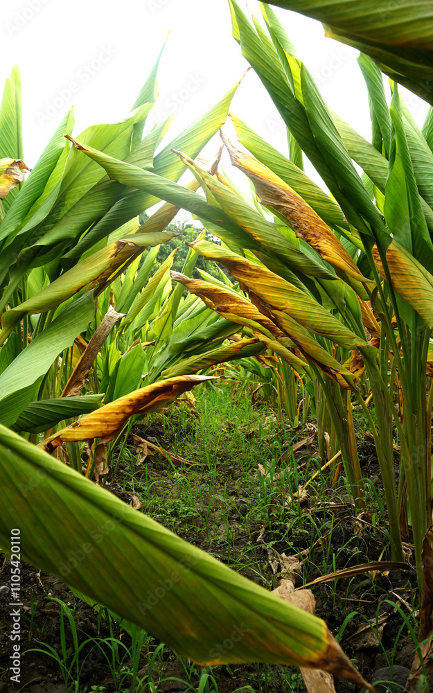 Obraz premium Turmeric plant field in India. Agriculture background of healthy and growing crop. 