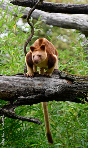 A goodfellow tree kangaroo looking  at camera
