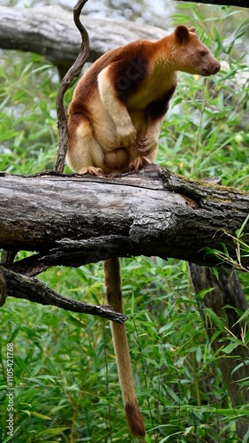 A goodfellow tree kangaroo on a branch