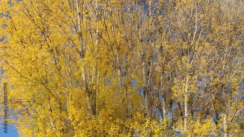 Black poplar (Populus nigra) in the ancient Phrygian Settlement area in Ayazini village of Afyonkarahisar province in the autumn