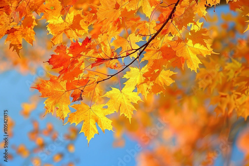 The Majestic Maple A Deciduous Tree Known for Brilliant Fall Foliage