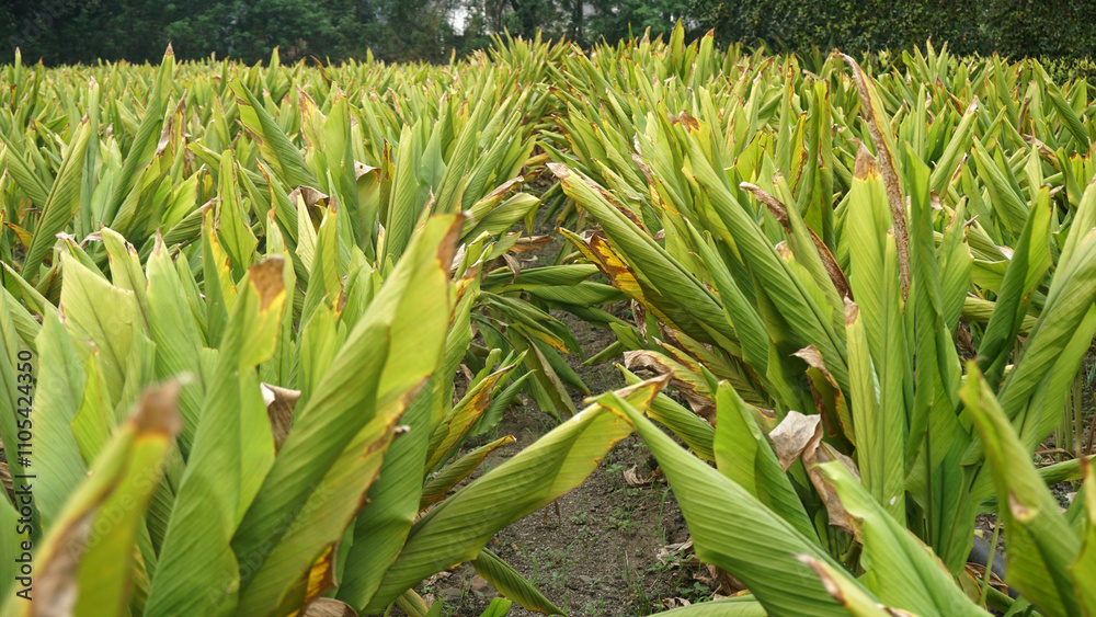 Obraz premium Turmeric plant field in India. Agriculture background of healthy and growing crop. 