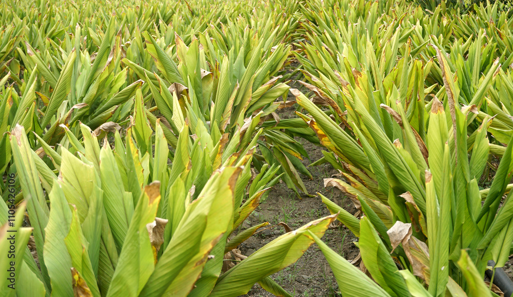 Obraz premium Turmeric plant field in India. Agriculture background of healthy and growing crop. 