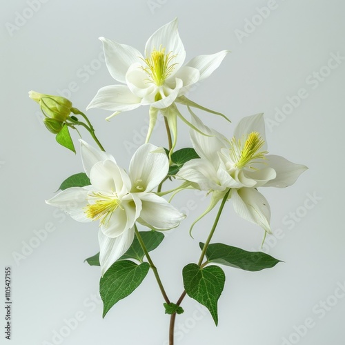 isolated flower of columbine on white background photo