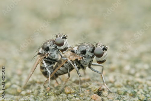 Little flies mating on the sandy ground