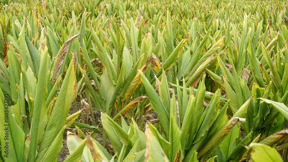 Obraz premium Turmeric plant field in India. Agriculture background of healthy and growing crop. 