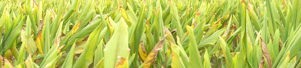 Obraz premium Turmeric plant field in India. Agriculture background of healthy and growing crop. 