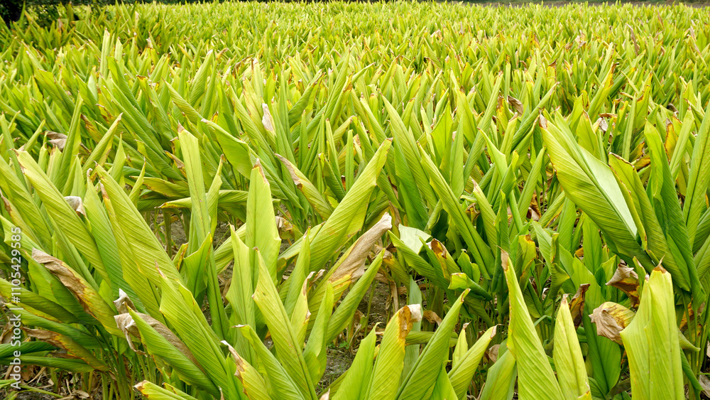 Turmeric plant field in India. Agriculture background of healthy and growing crop. 