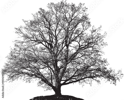 Natural silhouette of oak tree. Silhouette of natural oak tree on white background. EPS 10 vector.