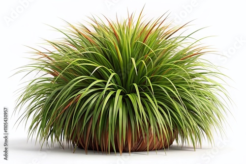 3D Illustration of Carex Testacea Bush Isolated on White Background, Perfect for Nature Themes, Landscape Photography, and Garden Design Concepts, Showcasing Unique Texture and Color