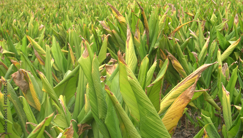 Obraz premium Turmeric plant field in India. Agriculture background of healthy and growing crop. 