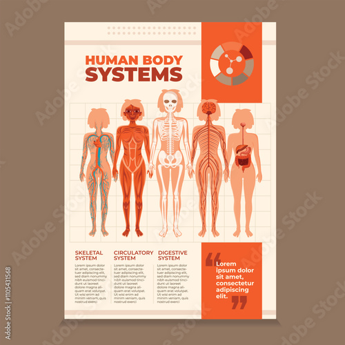 Illustration of Human Body Systems