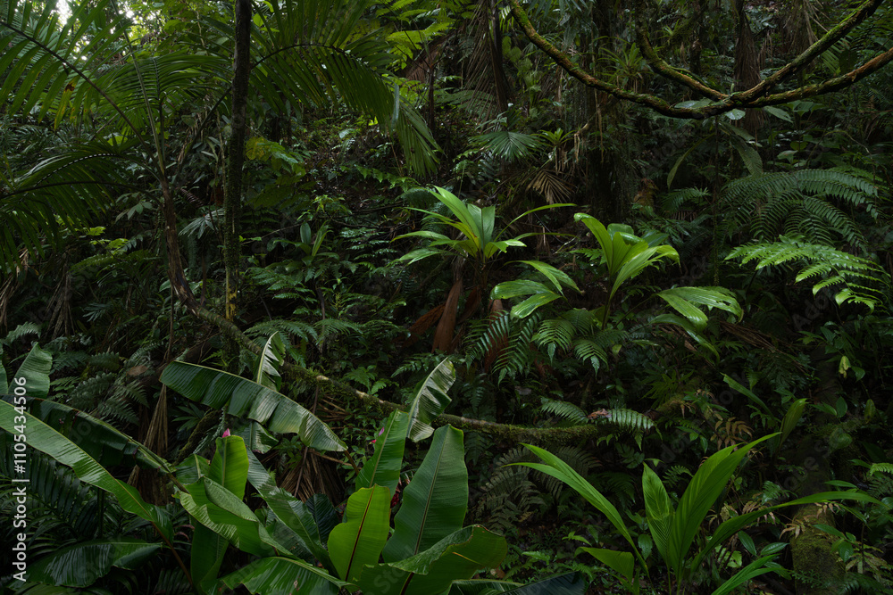 Rain forest in Central America Rain forest in Central America