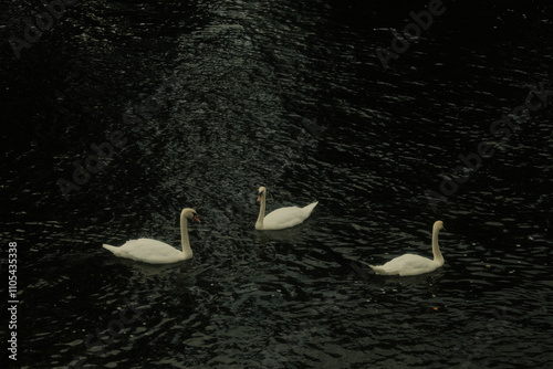 Cisnes  photo