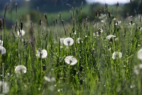 Pusteblumen im Gegenlicht