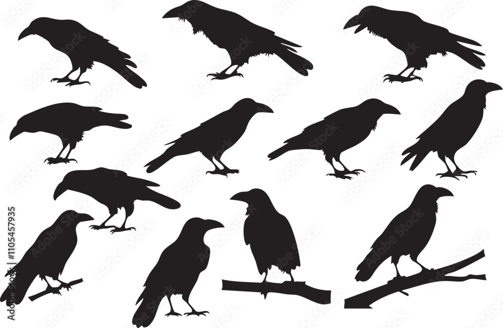 Obraz premium Crow Vector Silhouette Design