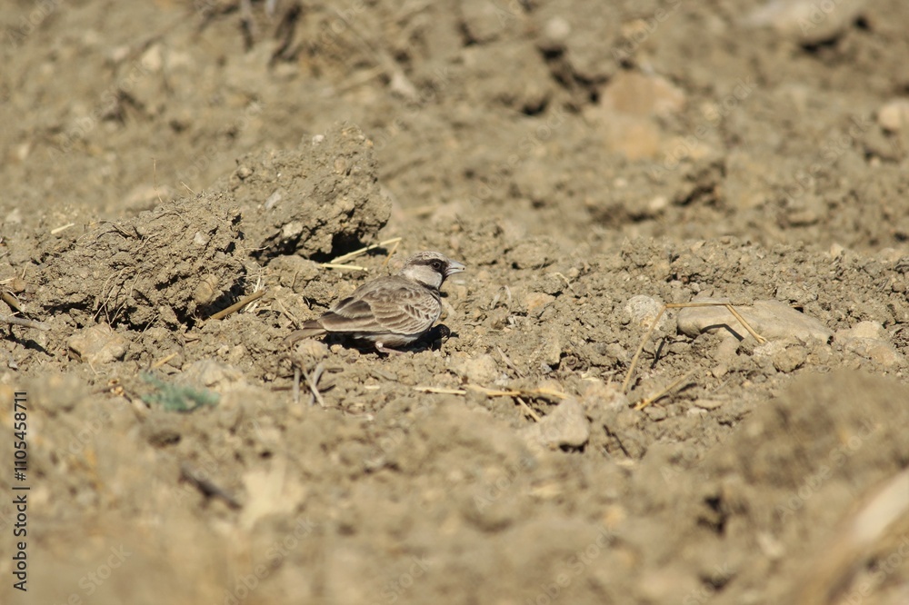 Ashy crowned sparrow lark standing on the ground. Bird background.