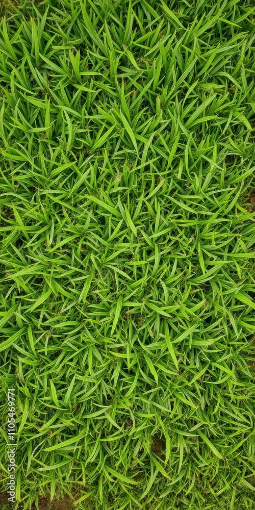 Lush and vibrant green grass lawn texture backdrop, background Lush and vibrant green grass lawn texture backdrop, background