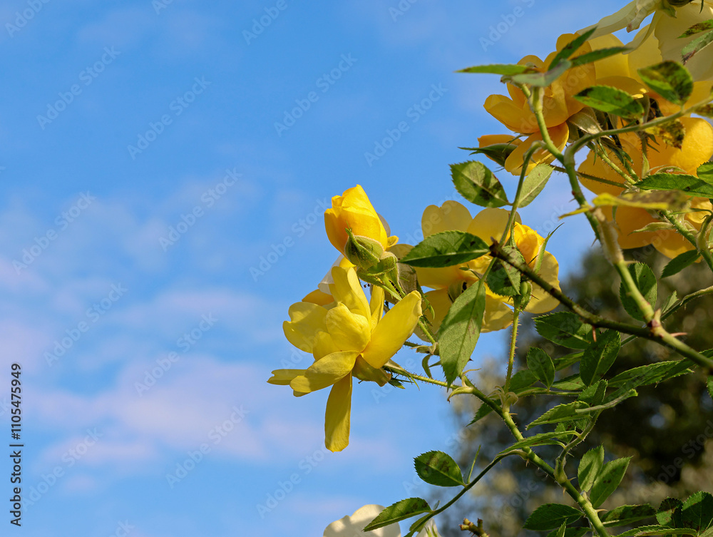 Yellow climbing roses on blue sky background. Yellow climbing roses on blue sky background.