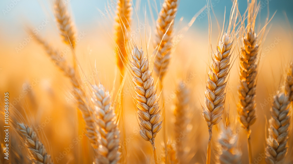 Wheat field with the sun. Golden wheat ears close-up. A fresh crop of rye Wheat field with the sun. Golden wheat ears close-up. A fresh crop of rye