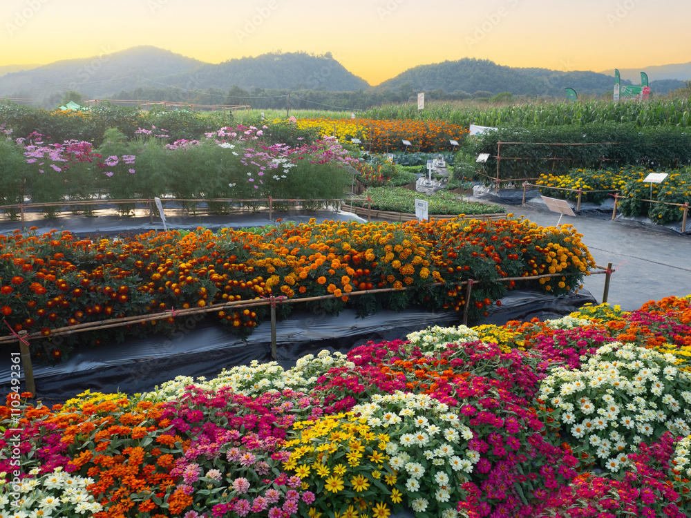CHIANGMAI - NOVEMBER 28, 2024 : The National Agricultural Fair of the Northern Region is held annually at Mae Hia.