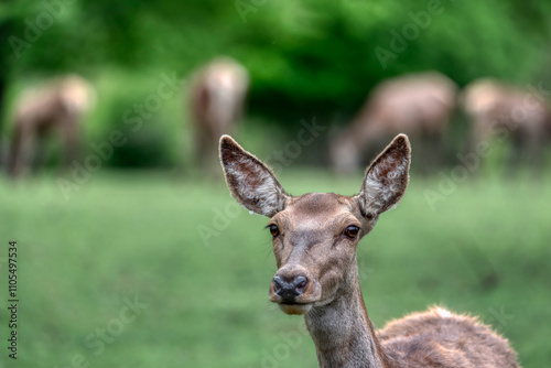 A Red Deer