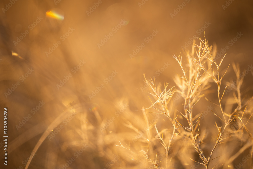 Fototapeta premium background with beige dried flower. dry grass in field in rays of sun