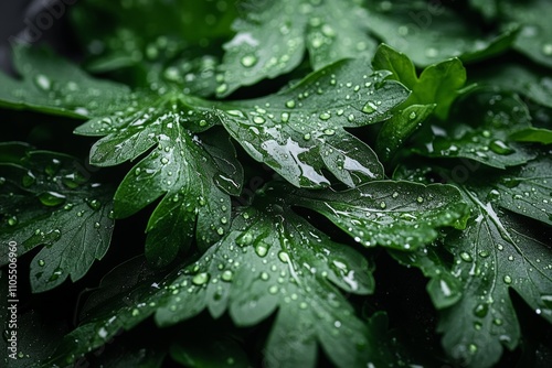 Vibrant green leaves covered in fresh dewdrops capturing the essence of nature's beauty and freshness in a detailed close-up shot for nature enthusiasts. photo