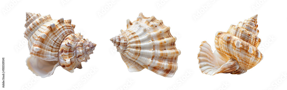 Sea shell collection isolated on transparent background cutout png Sea shell collection isolated on transparent background cutout png