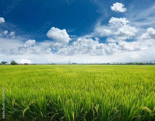 agricultural of rice field under cloud on blue sky background