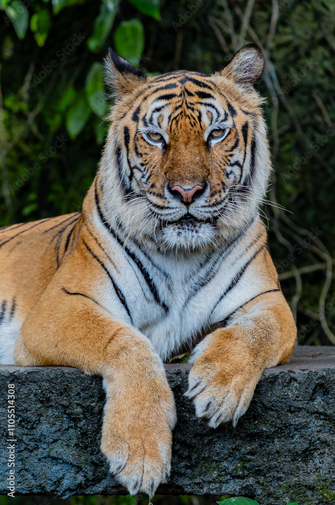Obraz premium Tigers, wildlife conservation animals, near extinction