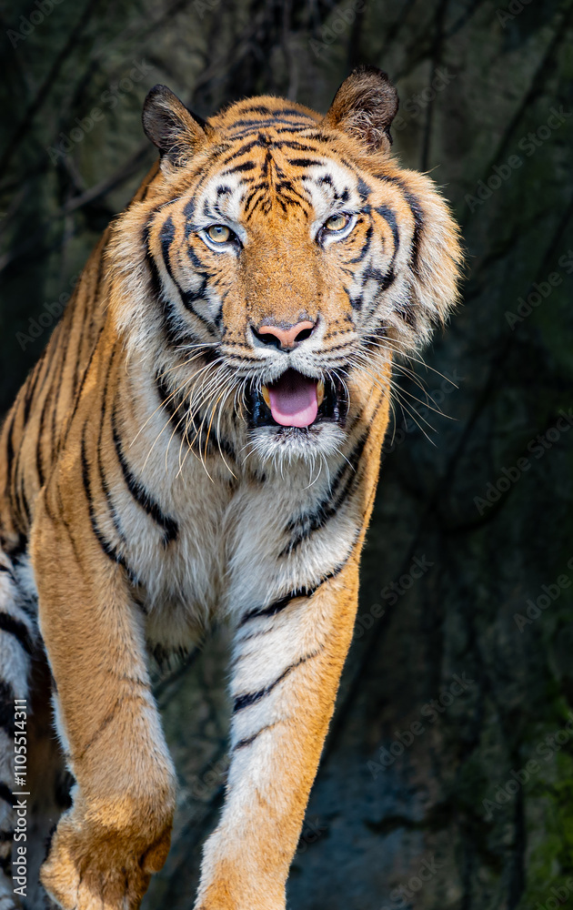 Fototapeta premium Tigers, wildlife conservation animals, near extinction